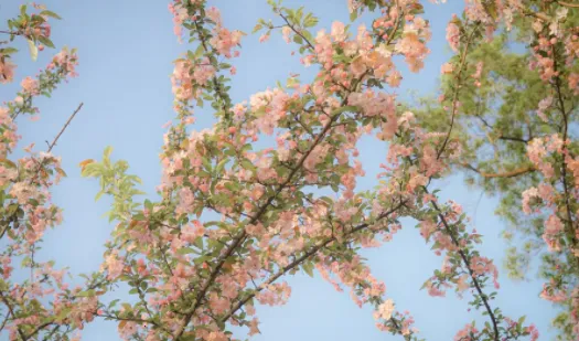 小园丁2025最新版本 小园丁2025最新版本