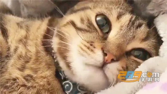 一起学猫叫(宠物交流软件) 一起学猫叫(宠物交流软件)