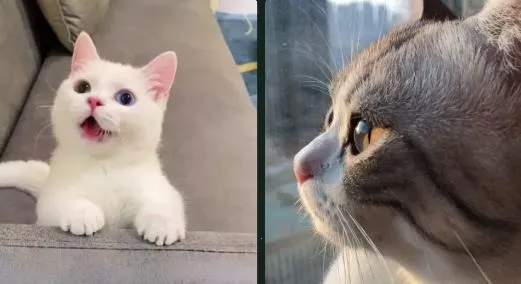 来玩壁纸秀(壁纸软件) 来玩壁纸秀(壁纸软件)