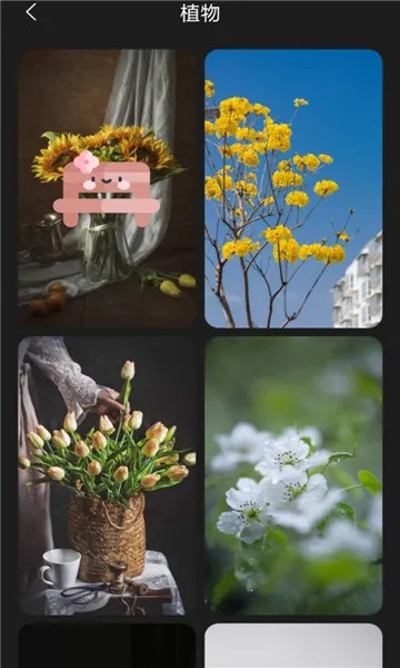 布丁壁纸最新手机版 布丁壁纸最新手机版