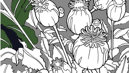 �滭��ʦ2026�ٷ�����