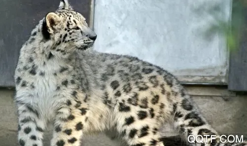 �й�����԰Э�ᰲ׿���ֻ���