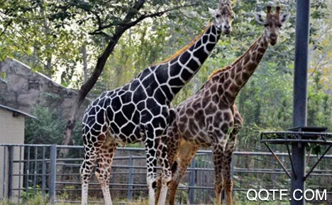 �й�����԰Э�ᰲ׿���ֻ���