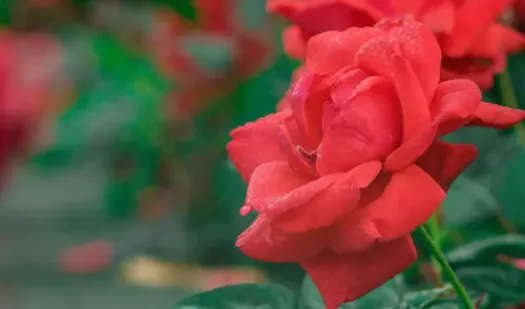 С԰���ٷ���������