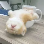 ��ƿ��Ƶ2026���ذ�װv1.0.0 ��Ѱ�